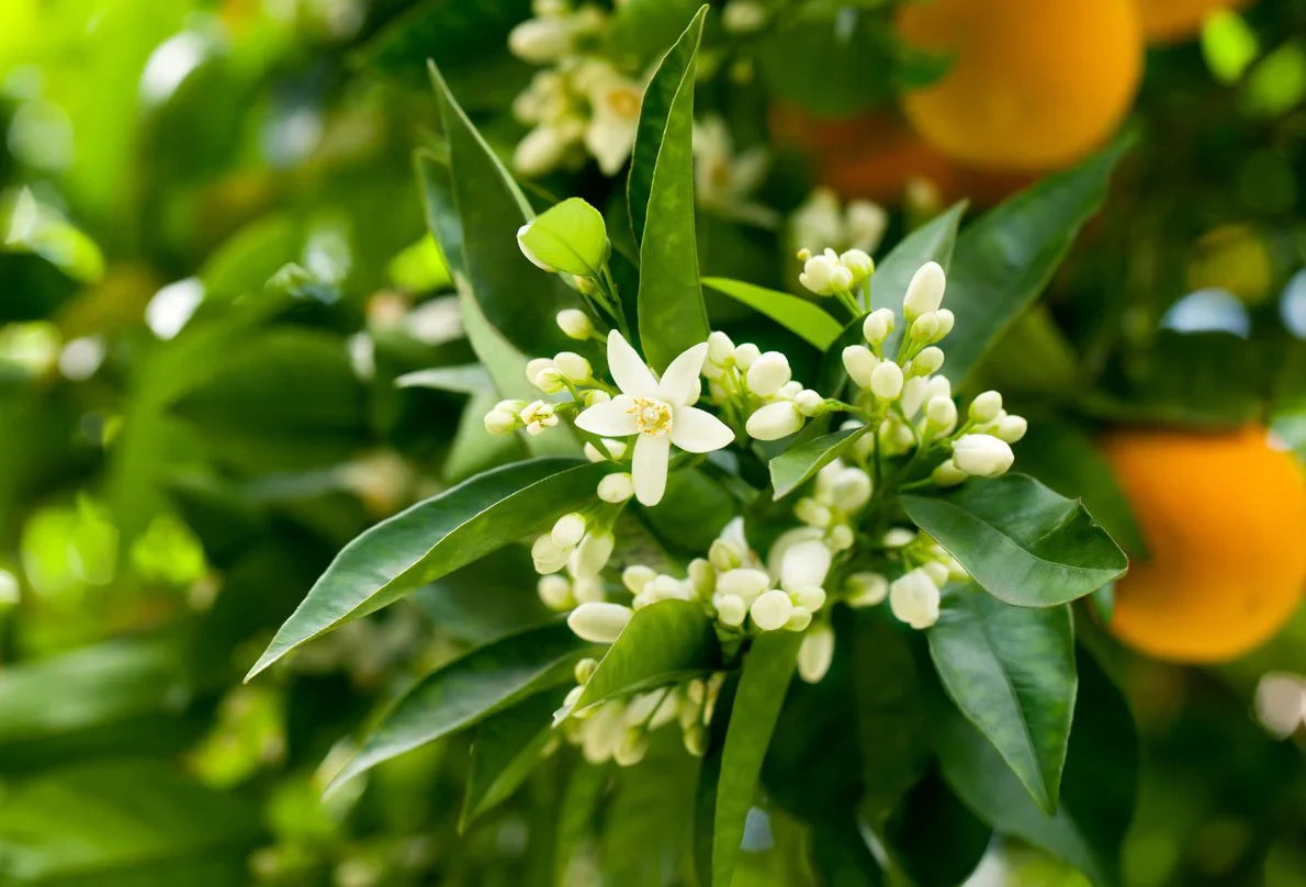 Neroli - ROOM & LINEN SPRAY -- by Moon Water Apothecary!